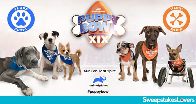 Animal Planet Puppy Bowl Kitty Halftime Sweepstakes 2023