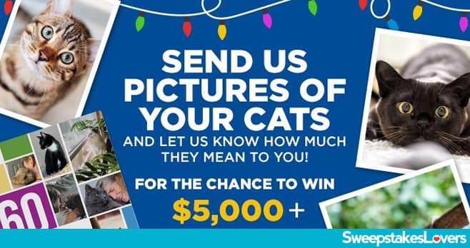 LIVE Kelly and Mark Holiday Cat Inbox Sweepstakes 2023